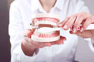 A person s hand holding a model set of teeth with a dental tool, suggesting dental care or education.